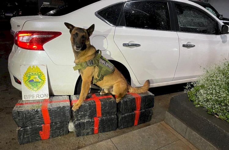 Traficante é preso com  193 kg de maconha  após perseguição entre Marechal Rondon e Toledo