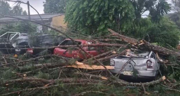 Tempestade causa estragos e derruba árvores em vários bairros de Curitiba