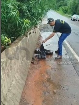Sucuri de cerca de 4 metros é resgatada pelos bombeiros na região.